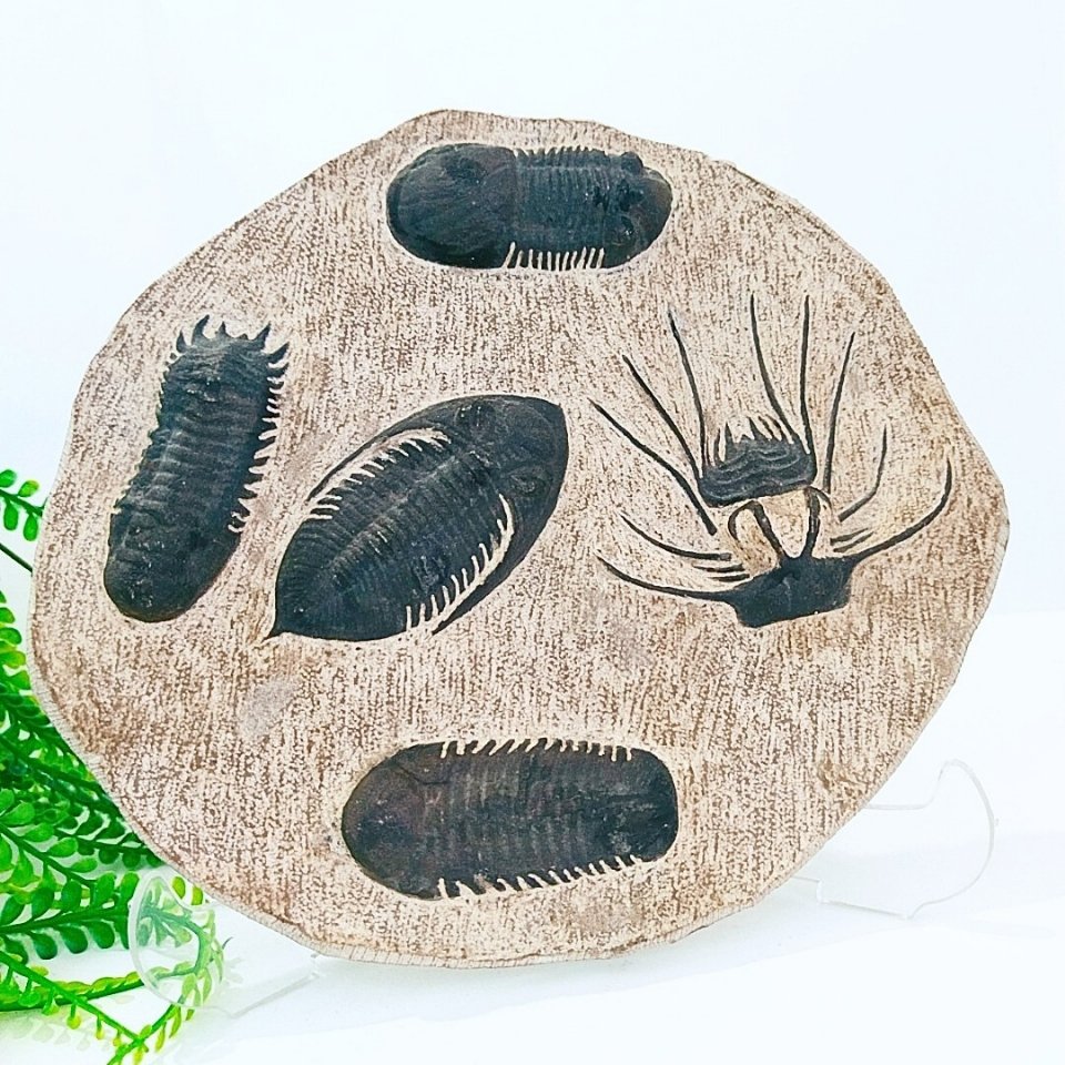 trilobit (coronocephalus jastrowi) doğal taş bloğu