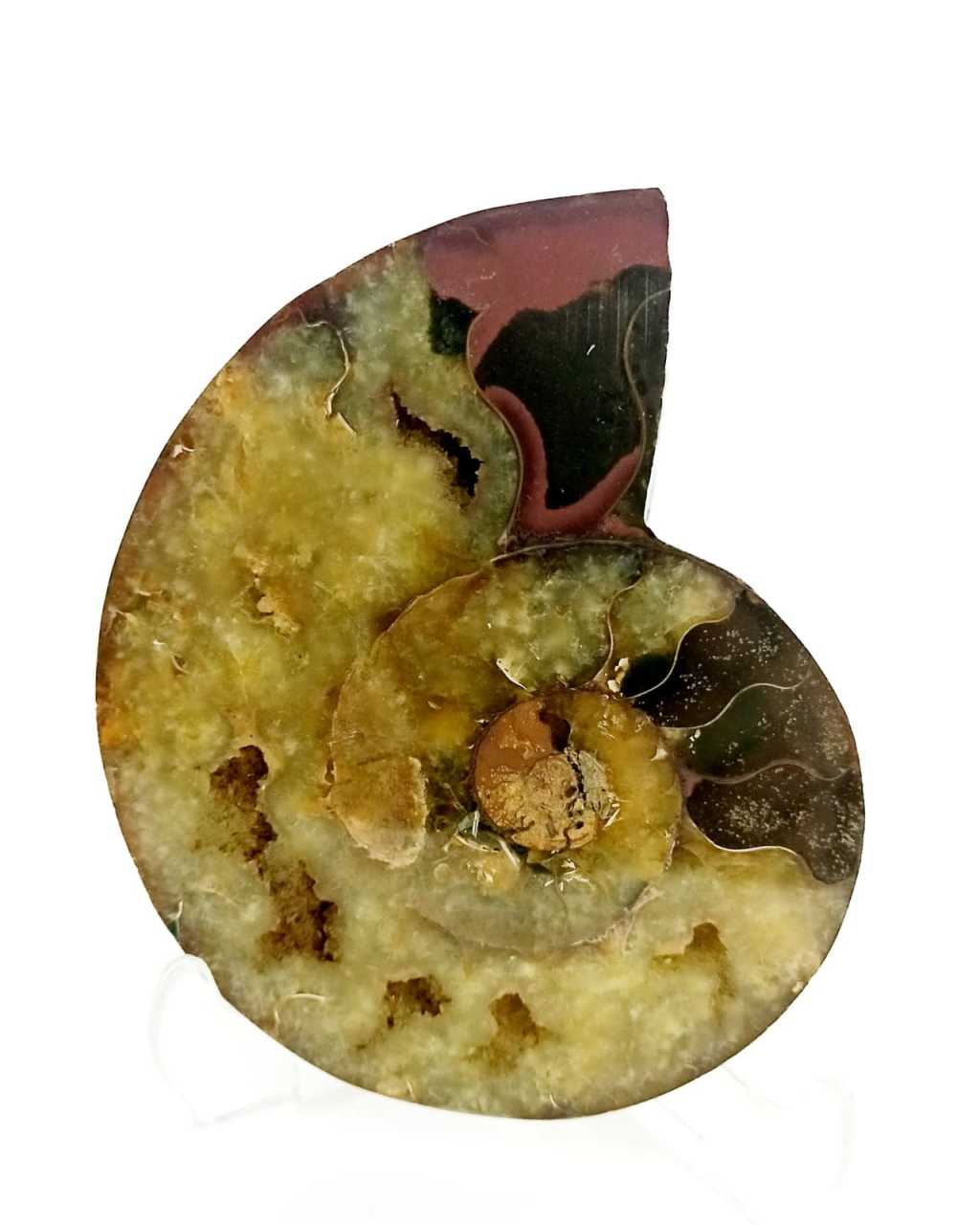Ammonite Nautilus Collectible Hall Stone