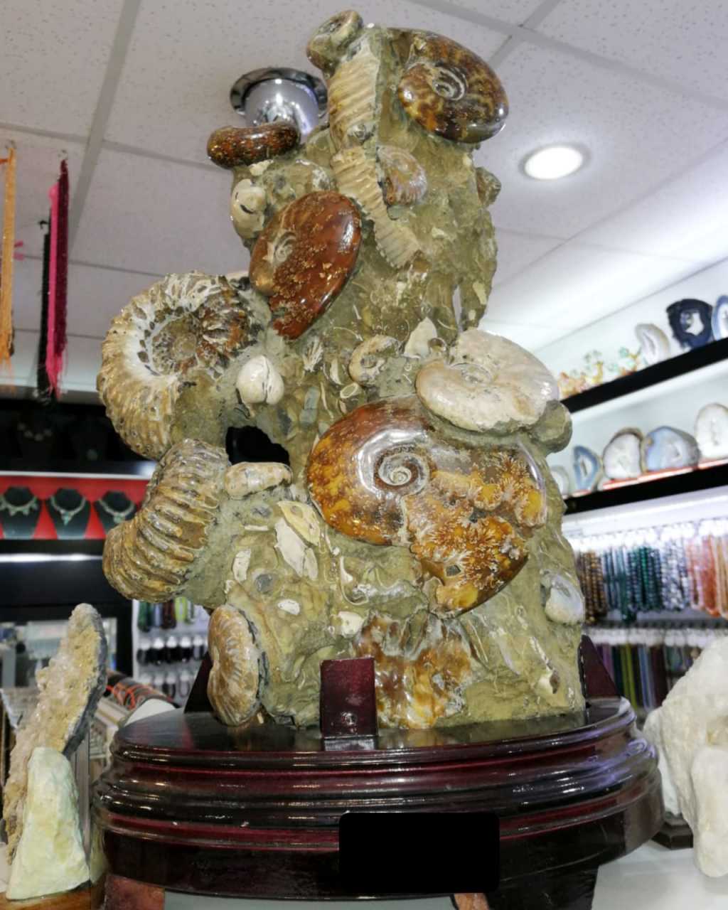 Ammonit Nautilus Koleksiyonluk Salon Taşı