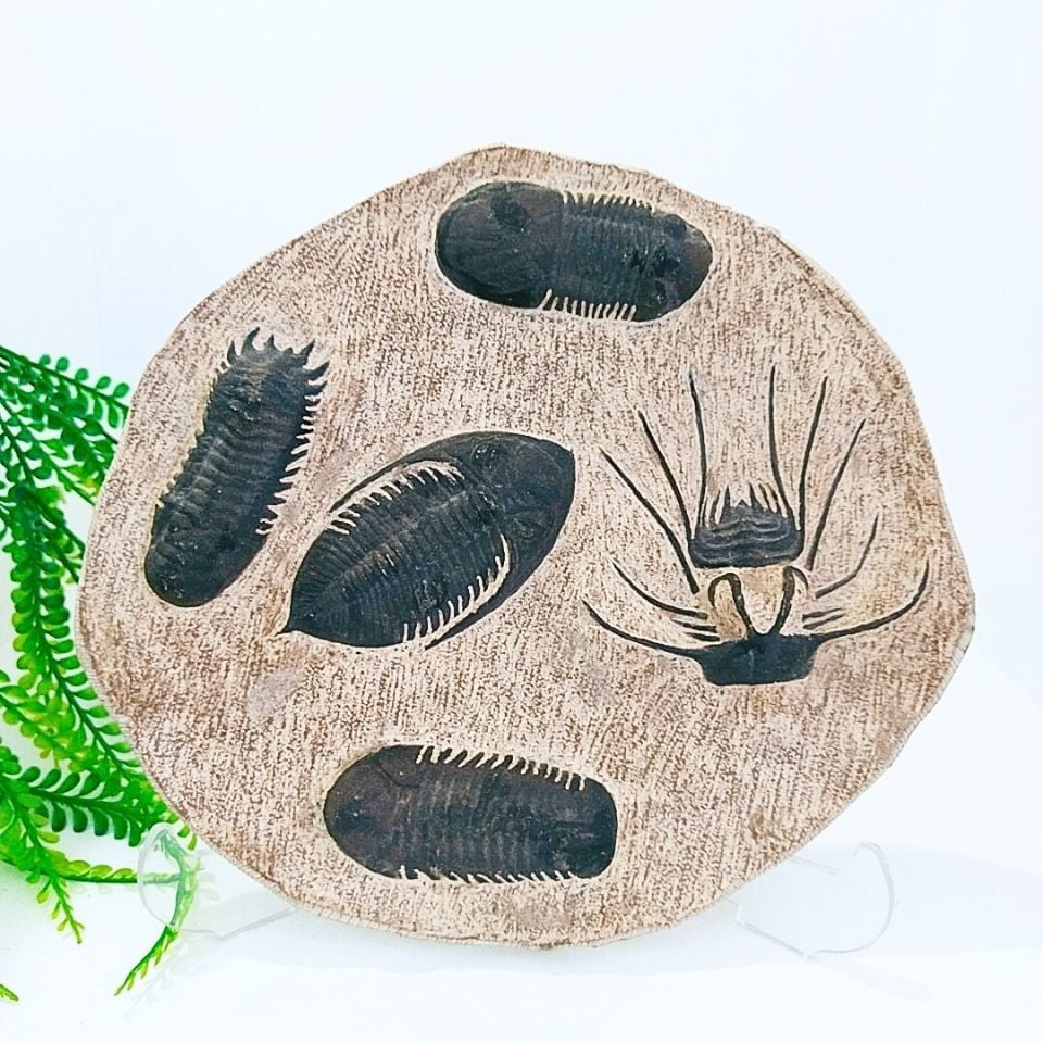 Trilobit (coronocephalus jastrowi) doğal taş bloğu